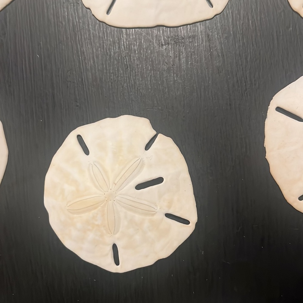 Large Sanddollars - Picture 3 of 7